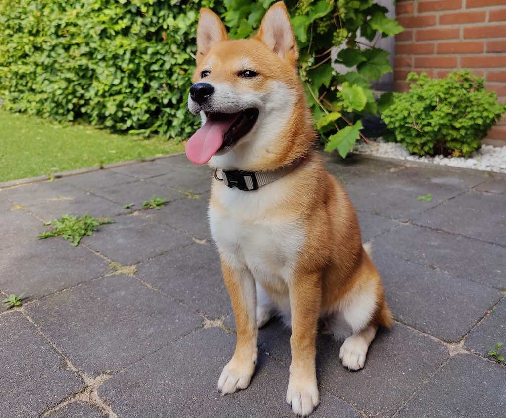 Shiba Inu en Dogecoin zorgen voor stortvloed aan nieuwe Inu coins