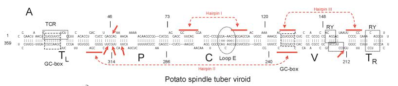 viroïde